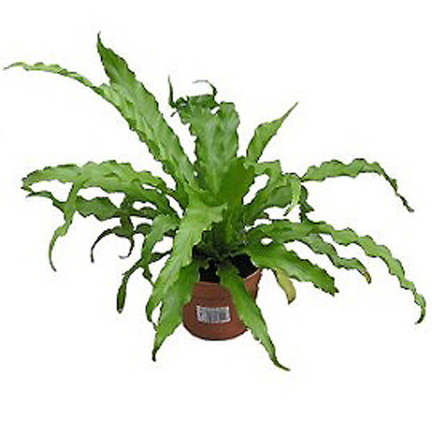 Асплениум — Asplenium (Общий вид)