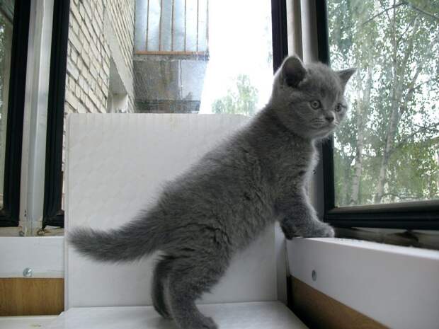 Коты, смотрящие в окно коты, окно, фотографии