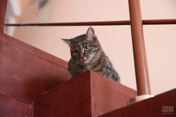 В Госдуме могут рассмотреть проект об ограничении числа кошек и собак в квартирах