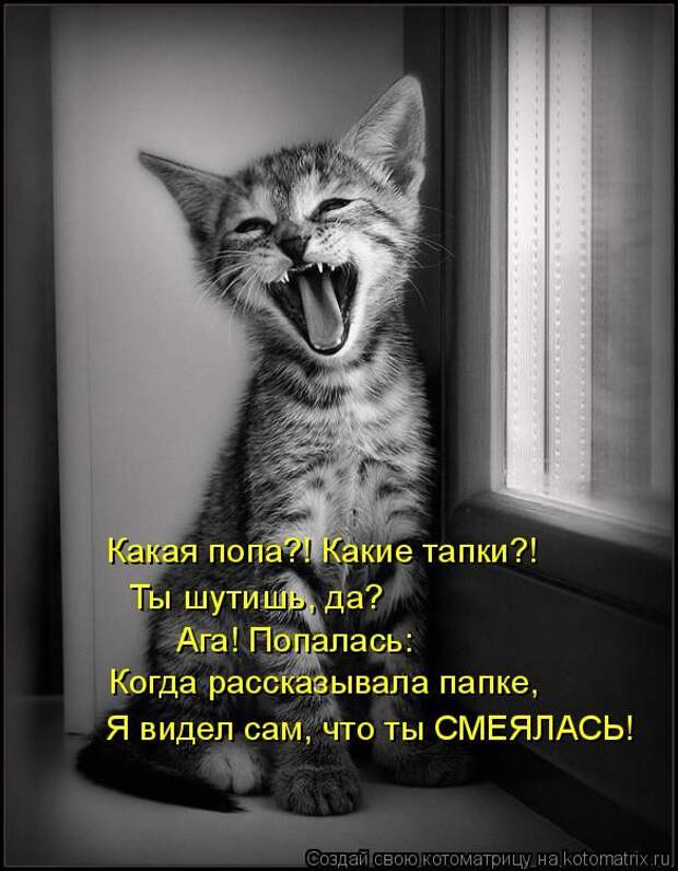 Лучшие котоматрицы недели (50 фото)