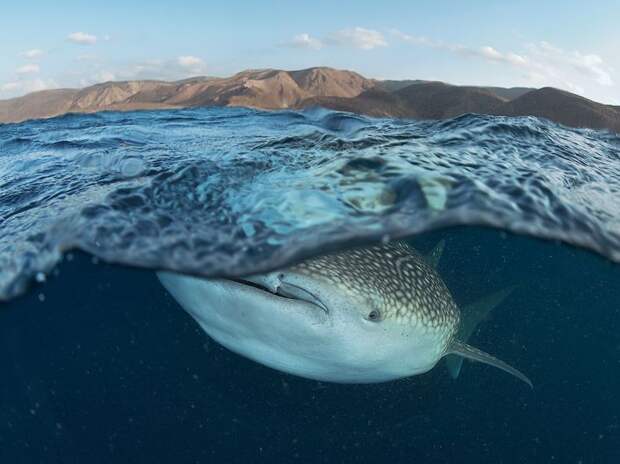 Лучшие фотографии от National Geographic за 2012 год national geographic, дикая природа, животные, лучшие фотографии, природа