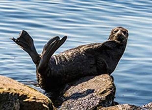 Нерпа хочет