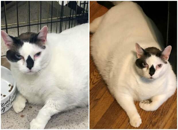 Хозяева предали 18-килограммового Барсика, но толстяк не унывал  история, история спасения, коты, кошки, приют, толстый кот