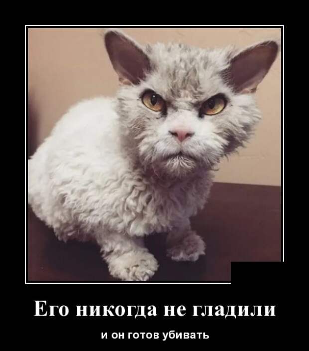 Демотиваторы