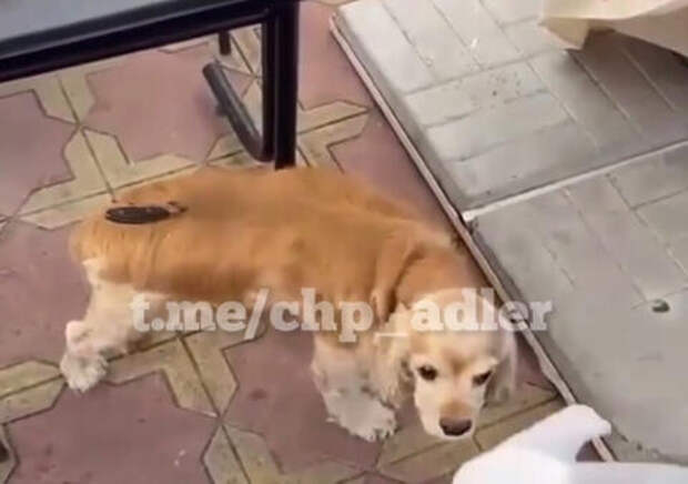 На Кубани продавец шаурмы пырнул собаку в спину