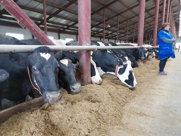 Доцент Мясникова: ветеринары и фермеры рискуют заразиться пастереллезом