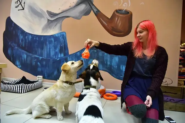 В Новосибирске открылось кафе «Dog House», где живут бездомные собаки