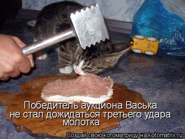Новая котоматрица на Бугаге (38 фото)