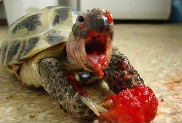 Кровожадная черепаха.