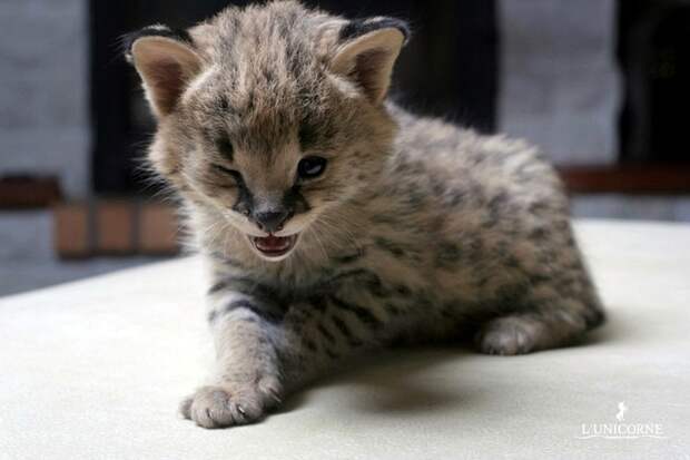 Домашний Сервал (domestic Serval)