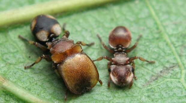 Муравьи-зеркальщики Cephalotes Specularis Вид Cephalotes Specularis приспособился паразитировать на более воинственных сородичах, Crematogaster Аmpla. Они устраивают слежку за племенем воинов, пока те не найдут источник еды. Тут тактика шпионов полностью меняется: Cephalotes Specularis делают вид, что они конкуренты, и пока воинственные собратья строятся для отпора врагу, просто воруют пищу и убегают восвояси.