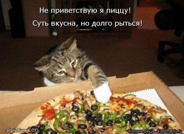 Новая котоматрица (30 фото)