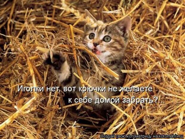 Новая котоматрица для всех (30 фото)