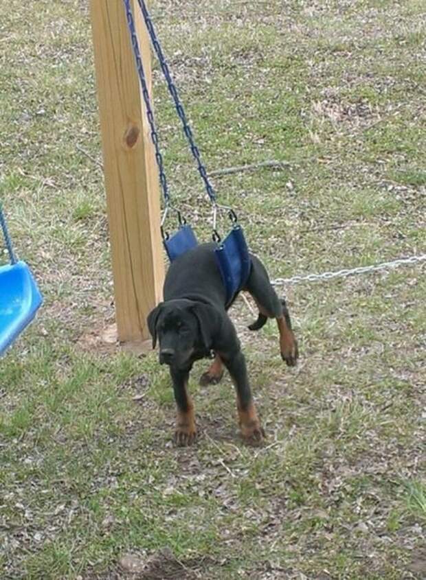 Фотографии, доказывающие, что собака лучший друг человека собака лучший друг человека, фотографии доказывающие, смешные собаки фото