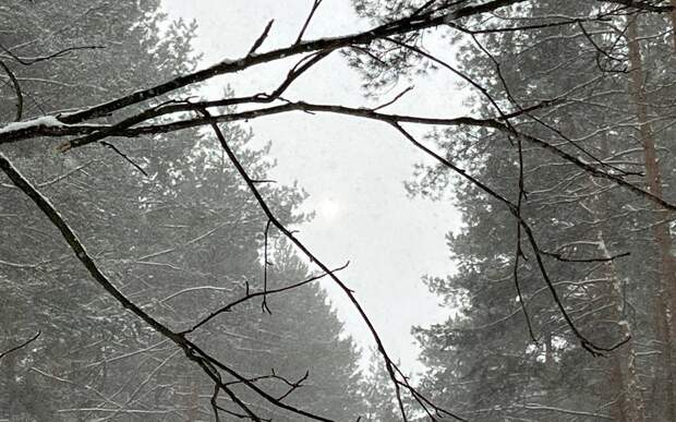 В Рязанской области ждут небольшого снега и мороза