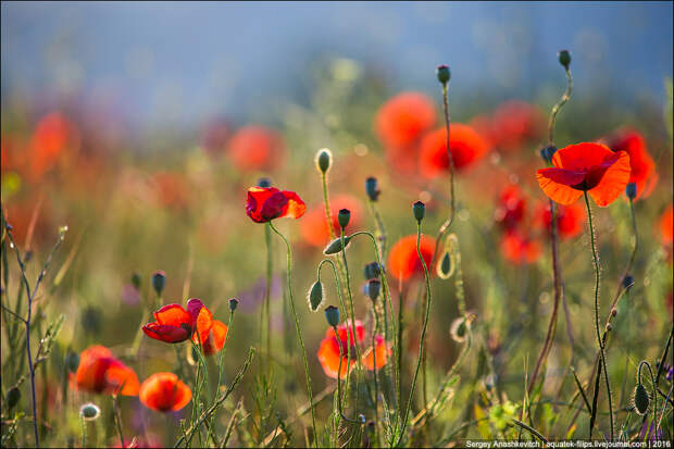 Crimean poppies / Крымские маки