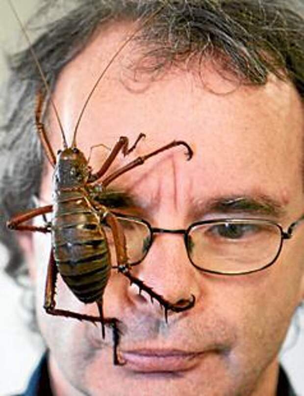 Царство насекомых: самый большой кузнечик в мире