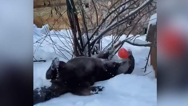Радующуюся аномальным морозам выдру Финика сняли на видео в Петербурге