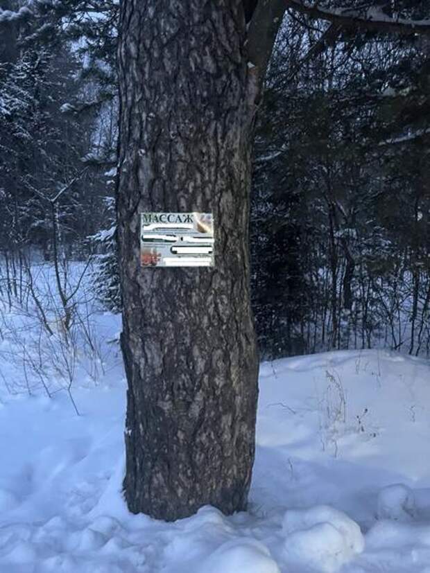 В южноуральском нацпарке рассказали о порче деревьев объявлениями