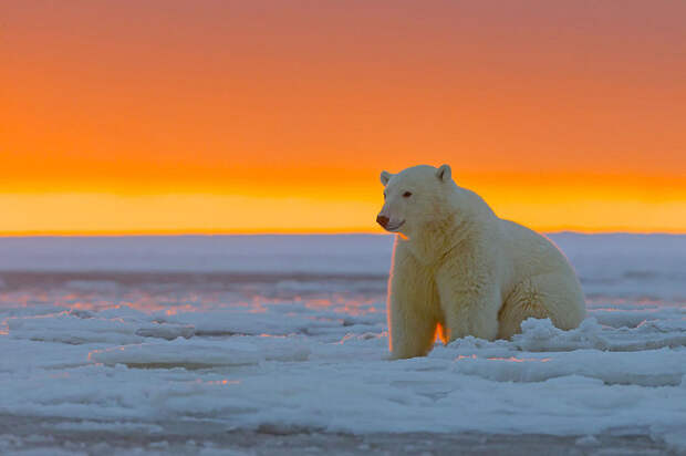 bearsnsunset04 Белые медведи и великолепный закат на Аляске