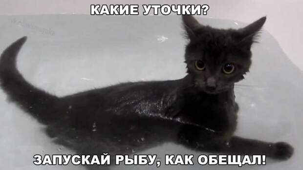Забавные животные :)