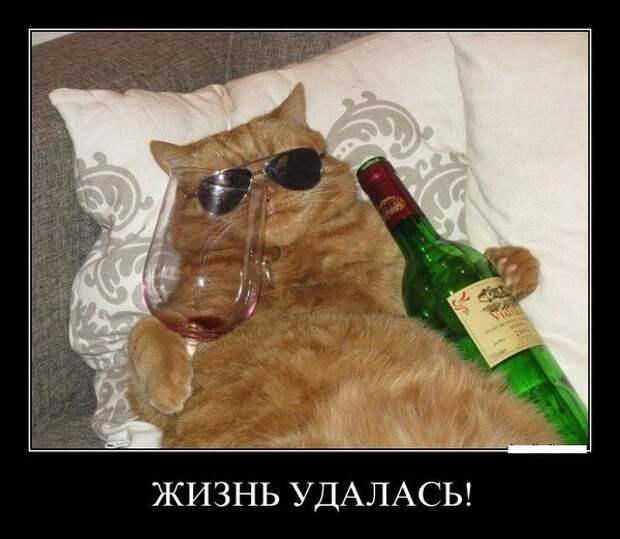 Веселые и позитивные демотиваторы про животных