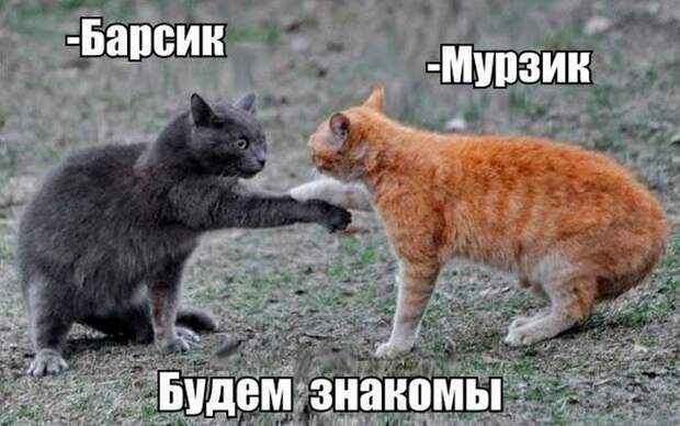 Прикольные картинки. Вечерний выпуск (67 фото)