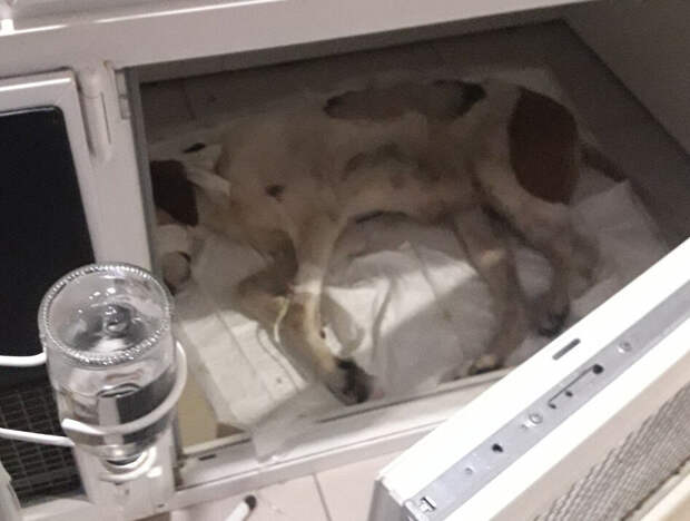Хозяин бросил свою неходячую гончую в поле...