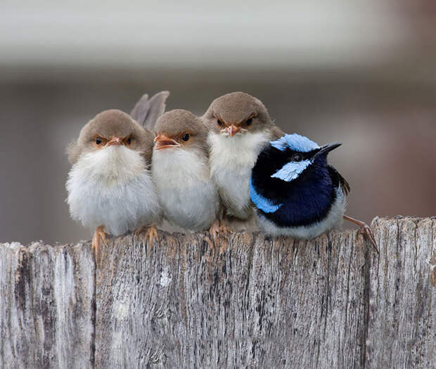 Эти птицы согреют, когда придут холода (15 трогательных фото)