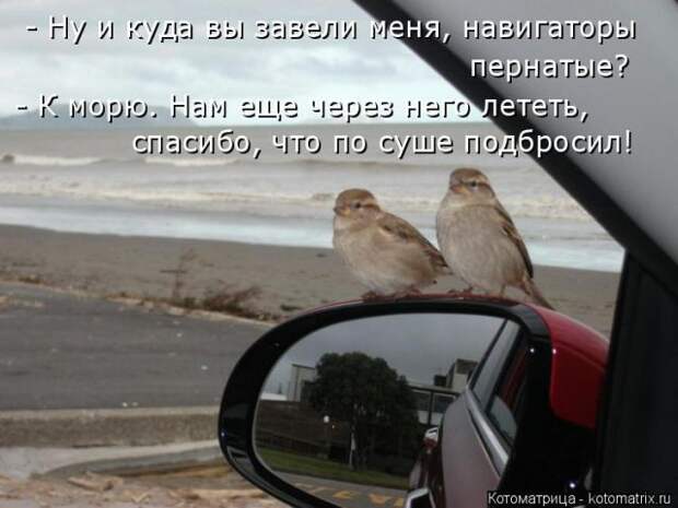 Лучшие котоматрицы недели (50 фото)