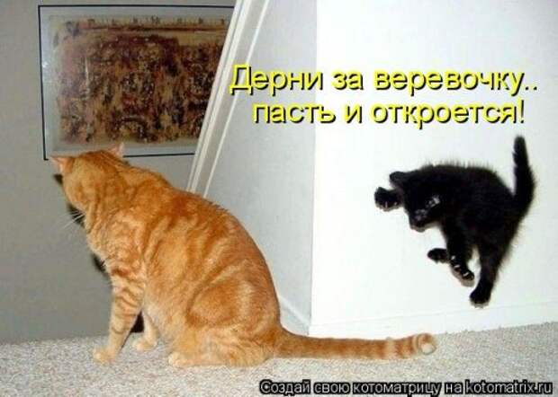 Свежая котоматрица (35 фото)