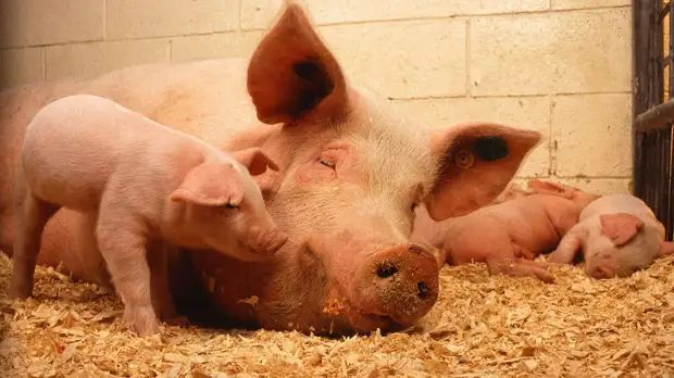 Scientific Reports: свиньи демонстрируют удовлетворенность с помощью писка