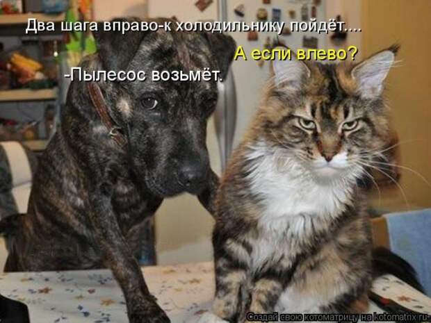 Лучшие котоматрицы недели (50 фото)