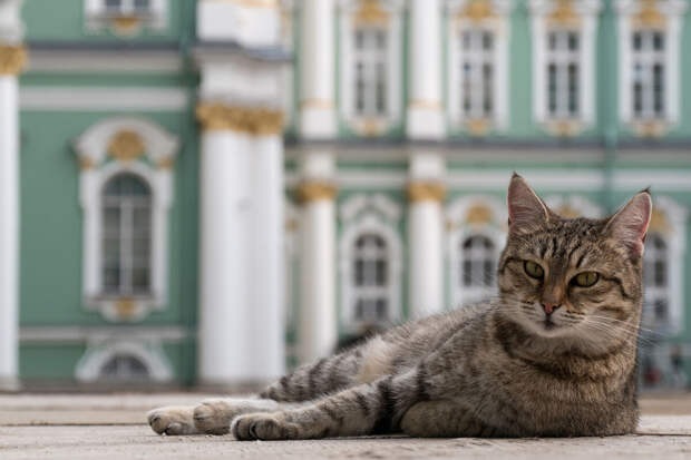 В Санкт-Петербурге 25 мая пройдет "День эрмитажного кота"