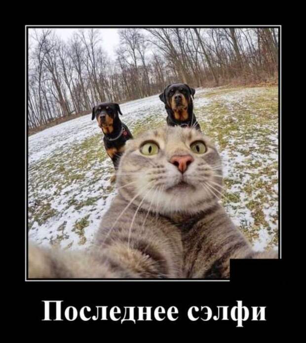 Демотиваторы. Подборка chert-poberi-chert-poberi-04220805052020-6 картинка chert-poberi-04220805052020-6