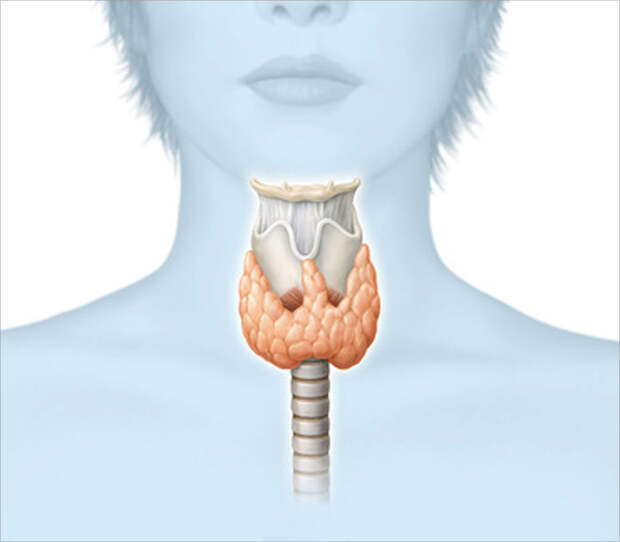 Щитовидная железа: когда стоит бить тревогу - фото 2