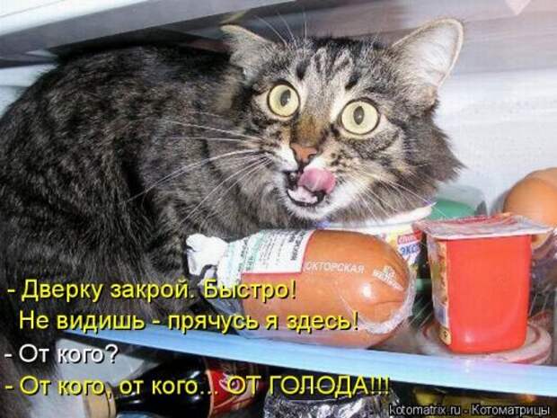 Новая котоматрица (36 фото)