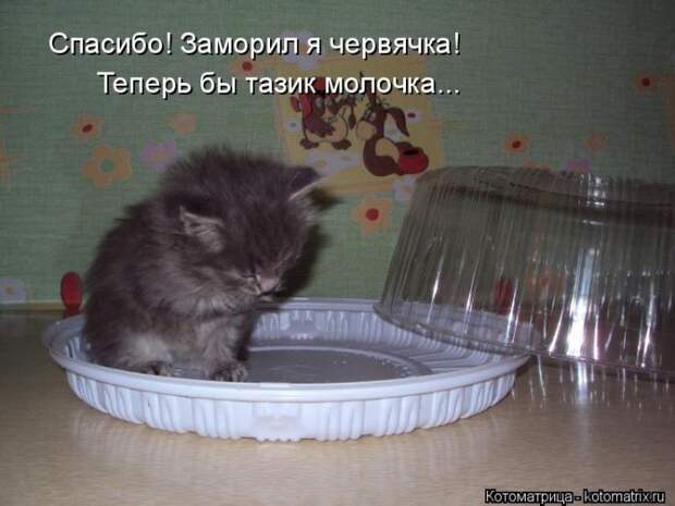 Лучшие котоматрицы недели (50 фото)