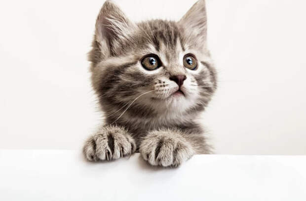 Исследование века: учёные изучили, почему кошки по-разному реагируют на мужчин и женщин