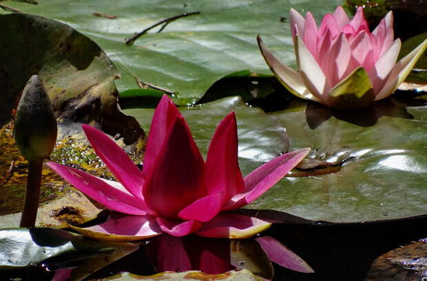 В ясный день у пруда...