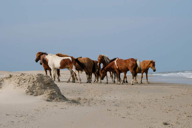 Nature: человек начал массово использовать лошадей как транспорт 4200 лет назад