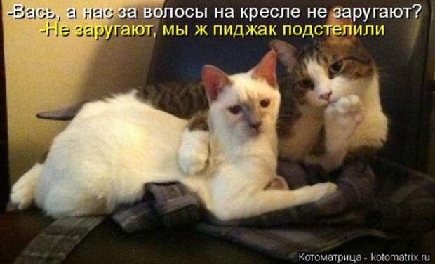 Котоматрицы(картинки с надписями)
