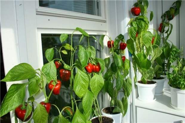 Мини-огород в квартире: как вырастить овощи, зелень и даже клубнику у себя дома