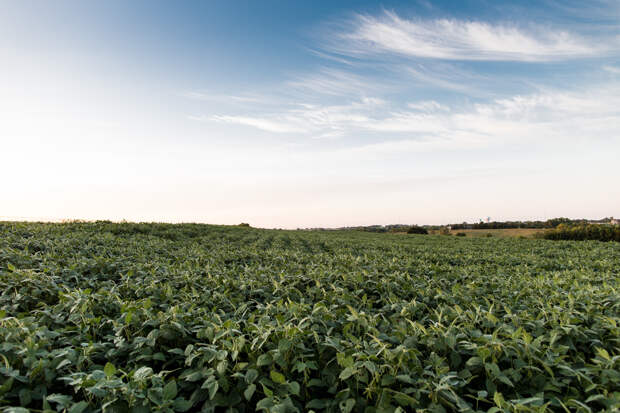 Soybeans growing in a field outside Lincoln, Nebraska, one of many crops whose nutrient content is shifting as a result of rising carbon dioxide levels