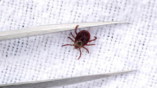 В Центре Гамалеи готовы создать вакцину от инфекции "клещей-мутантов"