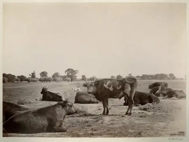 Фотография: Донской альбом Ивана Васильевича Болдырева №33 - BigPicture.ru