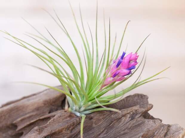 Тилландсия торчащая (Tillandsia stricta)