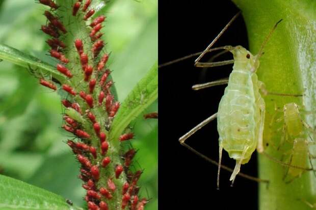 Тля на листьях? Спасите урожай обычным спиртом из аптечки