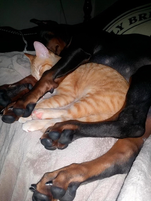 Кот и пёс  кот, кошка, пёс, собака