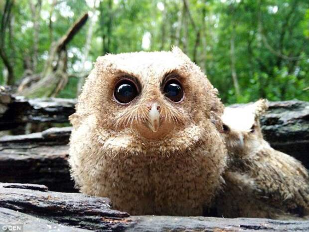 Where is our mum? Three owlets have been found on their own by park rangers in China's Yunnan Province